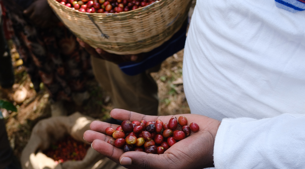 GASHARU - Rwanda Washed