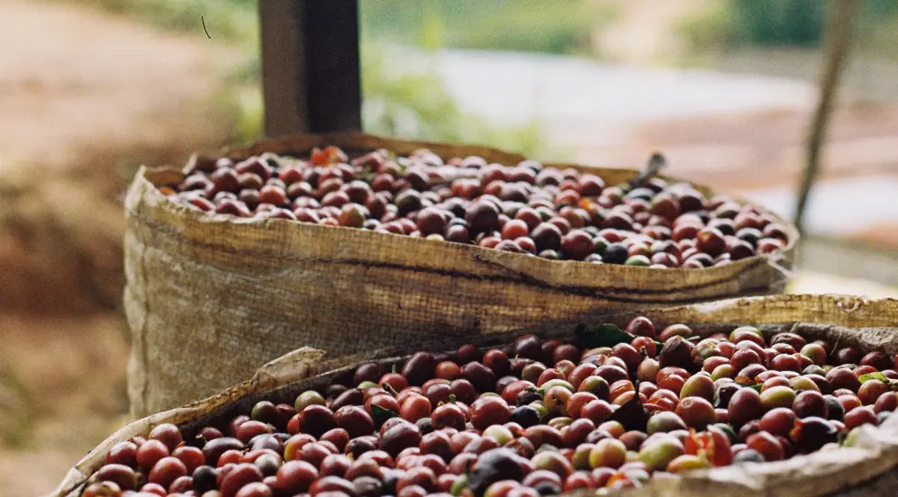 Progetto mucche Gitega Rwanda
